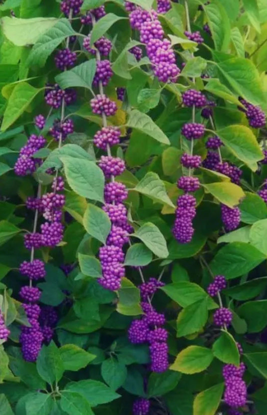 American Beauty Berry Bush Cuttings - 8+ Live Plant Fresh Cuttings for Propagation - Callicarpa americana