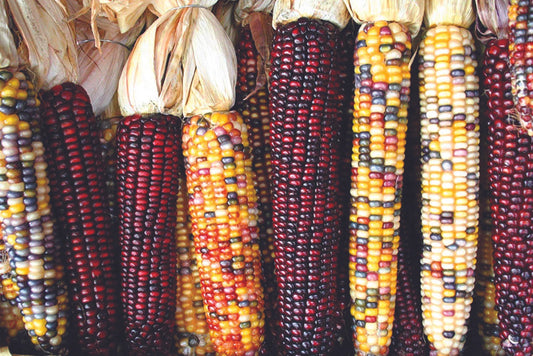 Indian Ornamental Corn Seeds 30 Ct Rainbow NON-GMO Zea mays - Colorful Vegetable Seeds for Unique Garden Decor