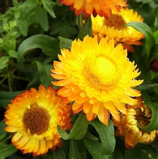 Golden Yellow Strawflower Seeds - 100 Pack - Helichrysum bracteatum - Drought Tolerant Annual Flower Seeds for Planting