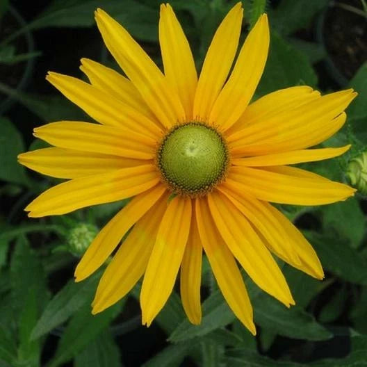 Black Eyed Susan Seeds - GREEN EYES Variety, Rare Non-GMO Rudbeckia, 200 Seeds for Garden Planting