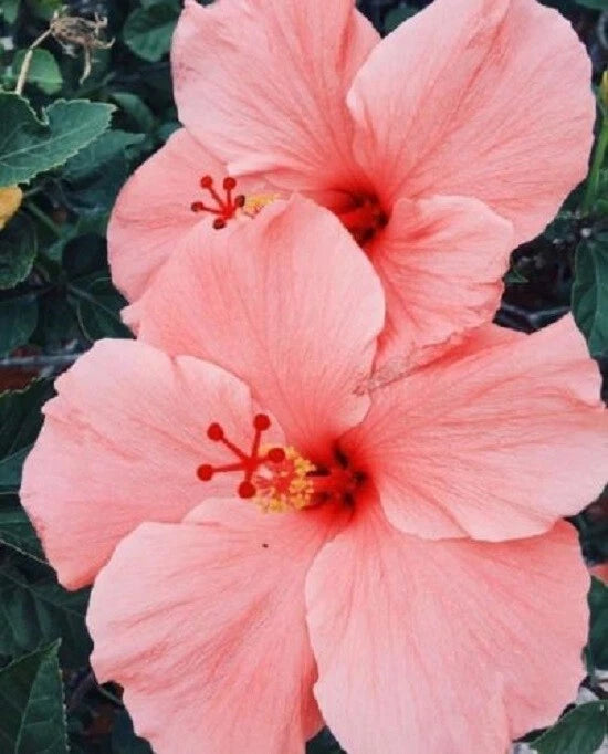 Salmon Pink Hibiscus Seeds - 20 Perennial Flower Seeds - Hibiscus rosa-sinensis