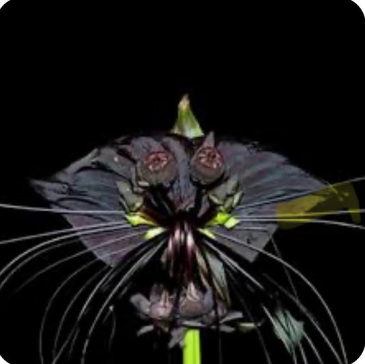 Black Bat Flower Small Rooted Starter Plant - Tacca chantrieri - Unique Black Lily Variety