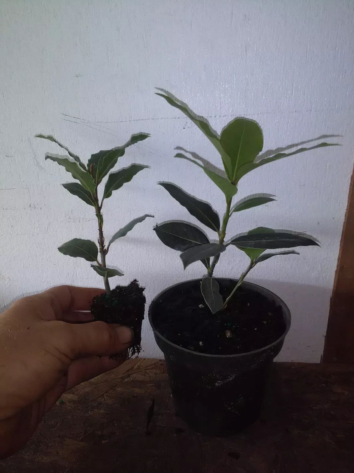 Bay Leaf Tree Plant - Laurus nobilis - Live Rooted Cutting - Pesticide Free - New Growth - Indoor/Outdoor Gardening