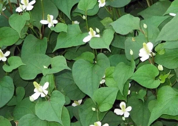Fish Mint Plants - 10 Bare Roots - Houttuynia Cordata - Chameleon Plant - USA Grown