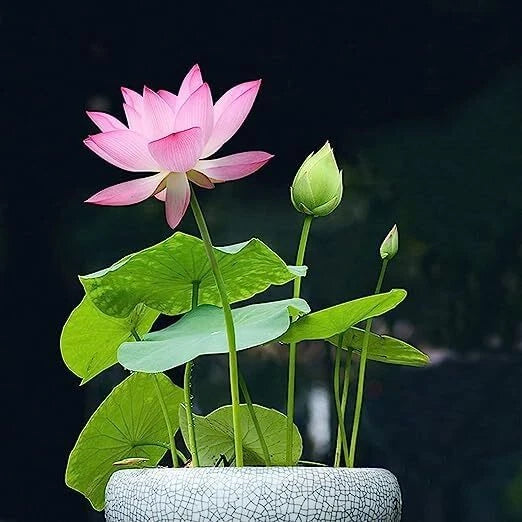 Bonsai Lotus Seeds for Planting | 10 Seeds | Aquatic Flowering Variety | Nelumbo nucifera