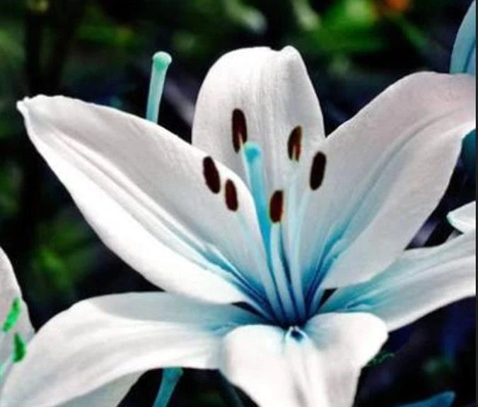 Blue Lily Plant Seeds - 45+ Rare Blue Lily Seeds - Aquilegia caerulea for Potted Plants