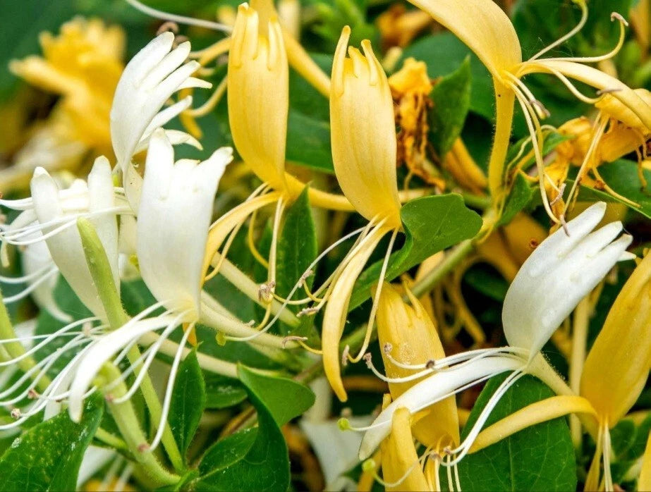 Japanese Honeysuckle Plant Cuttings - 15 White & Yellow Flowering Cuttings (No Roots) - Lonicera japonica