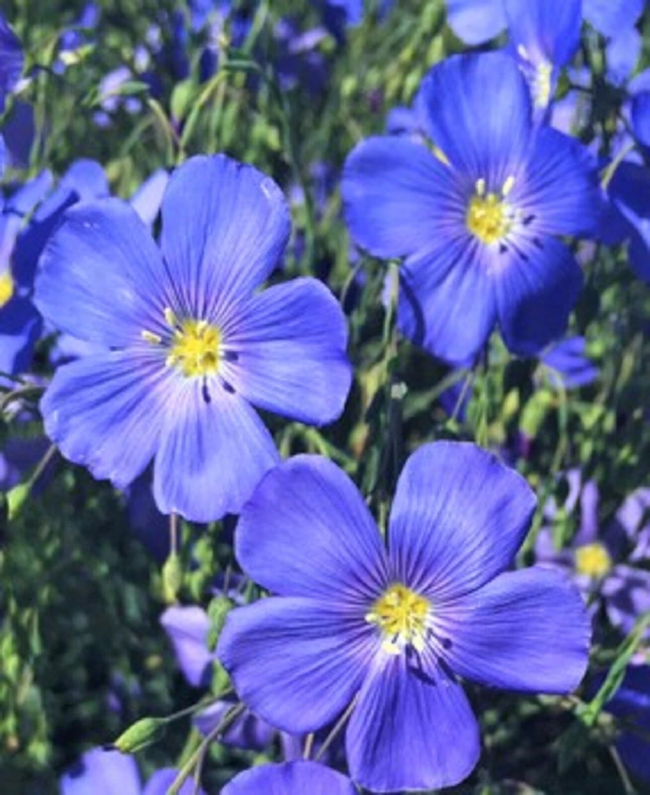 Blue Flax Seeds - 100+ Seeds for Planting - Linum perenne - Premium Quality