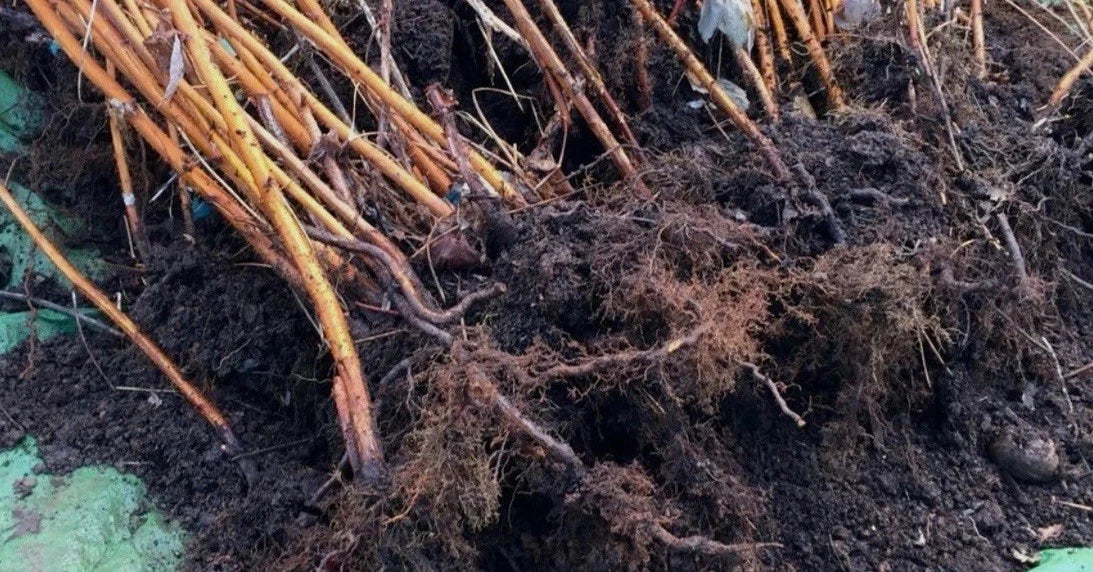 10 Pack Bare Root Killarney Raspberry Plants - Huge Hearty Summer ...
