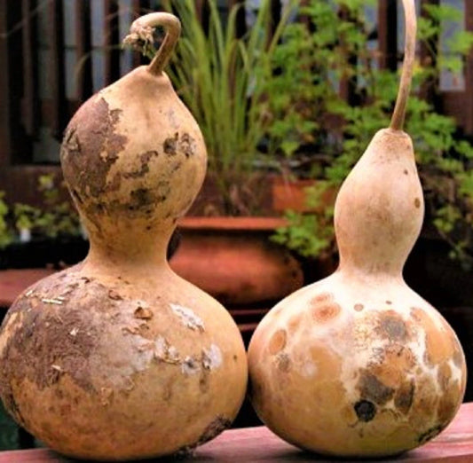 Birdhouse Gourd Seeds - 5 Non-GMO Seeds for Planting - Ideal for Crafts and Decor - Lagenaria siceraria