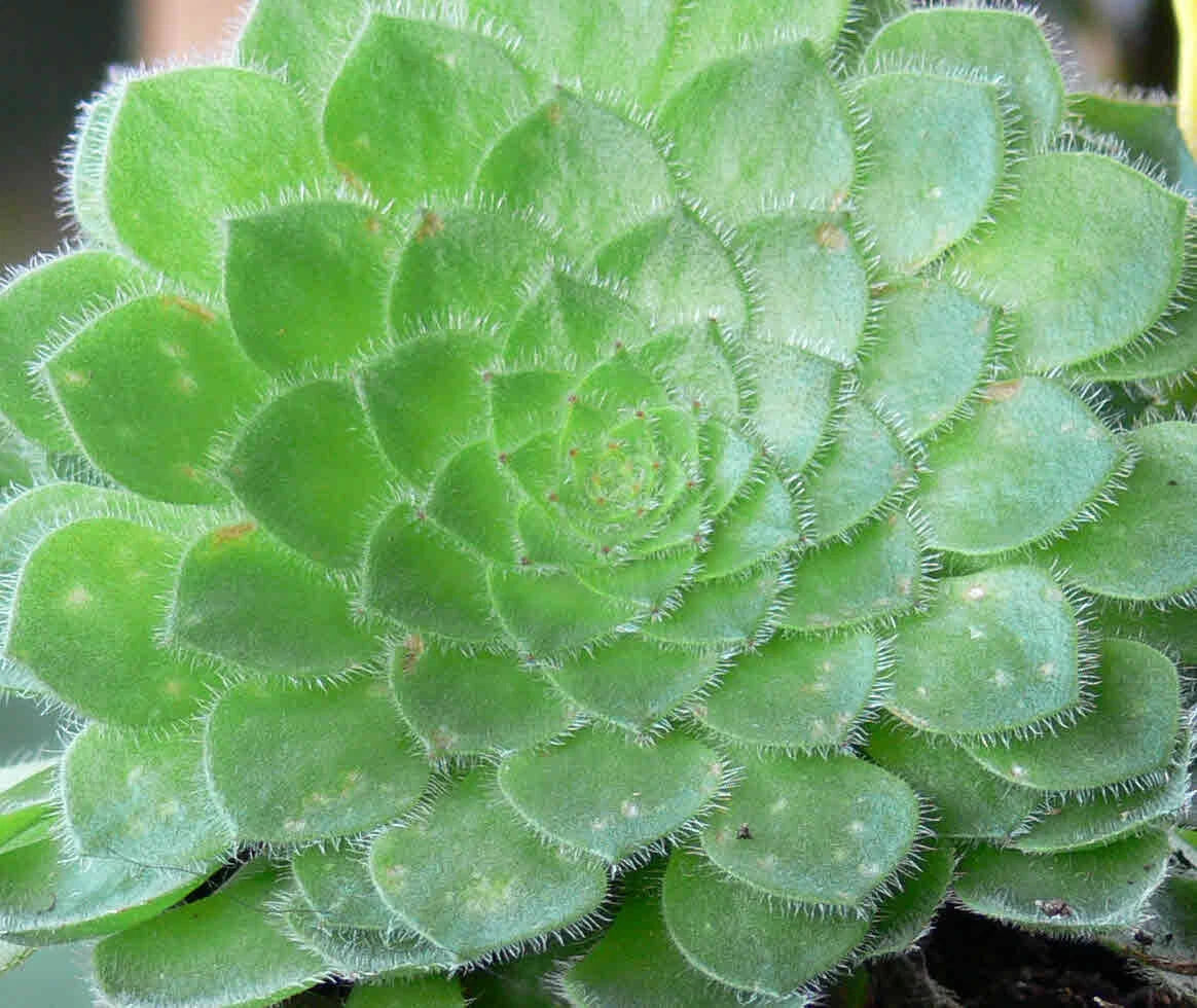 Aeonium Pseudotabuliforme 'Green Platter' Potted Plant - 4" Diameter, Rare Succulent, Indoor/Outdoor Decor