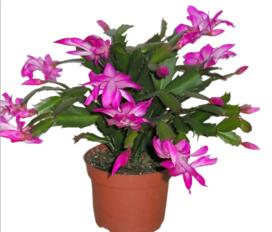Christmas Cactus Live Plant 4" Pot Purple Flower Zygocactus Succulent - NEW
