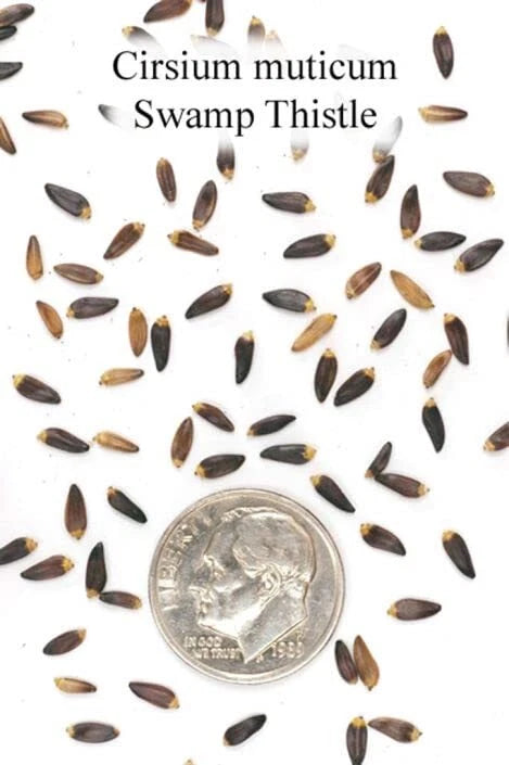 Swamp Thistle Seeds for Planting - 100 Count - Native Variety - Cirsium muticum