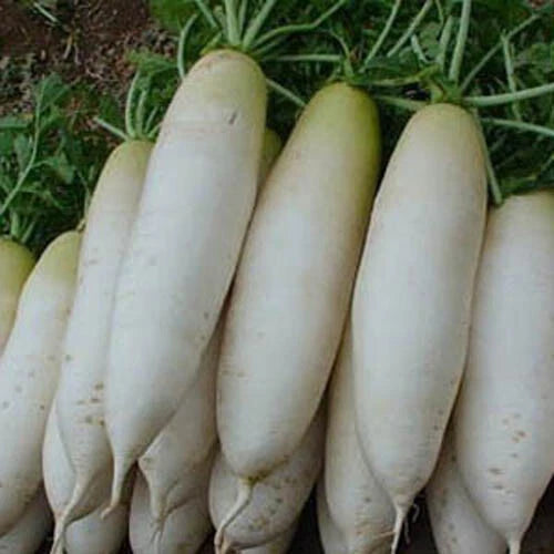 200+ White Icicle Radish Seeds - Non-GMO Garden Vegetable Seeds - Raphanus sativus - USA