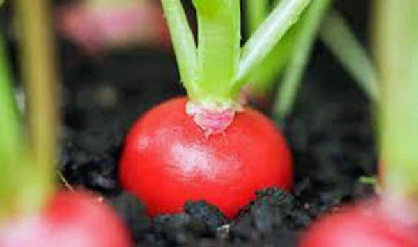 Cherry Belle Radish Seeds, Heirloom Variety, 50+ Seeds, Crisp Tasty Peppery Flavor, Raphanus sativus