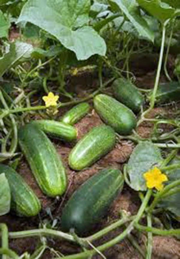 Cucumber Seeds, 100 Count, Heirloom Non-GMO, Marketer Variety, Garden Cucumber (Cucumis sativus)