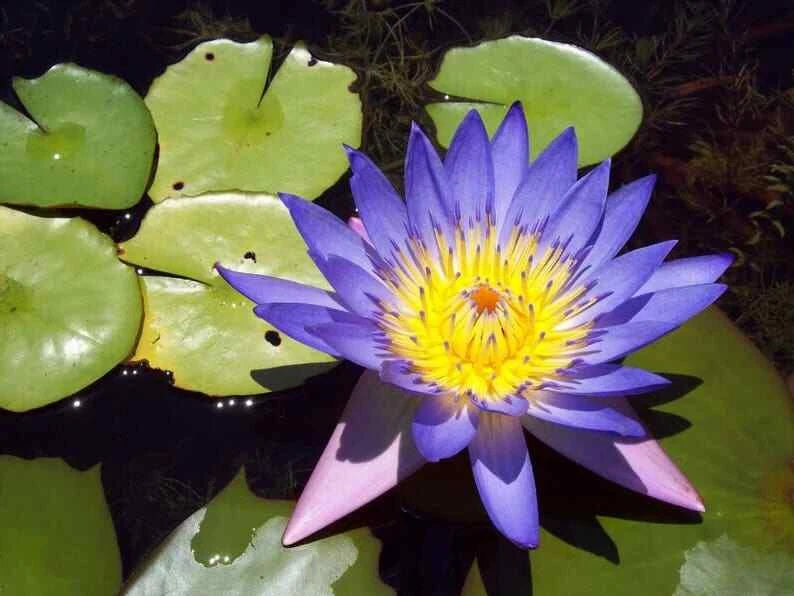 Blue Lotus Seeds - 5 Pack - Nelumbo nucifera - Hardy Tropical Flowering Blooms, Aquatic Plant Seeds