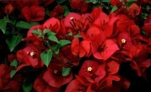 Bougainvillea Starter Plant - San Diego Red - Small Well Rooted - Rare Bougainvillea spp.