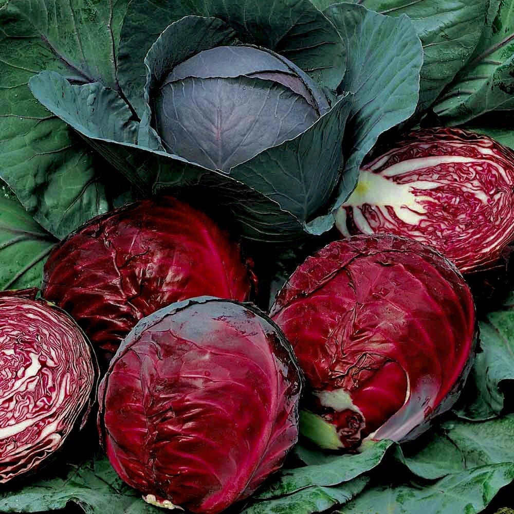 Red Acre Cabbage Seeds | 100 Non-GMO Heirloom Seeds for Fresh Garden | Brassica oleracea
