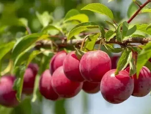 Plum Tree Cuttings 6+1 Free Unrooted Organic Prunus domestica Grafting Propagation