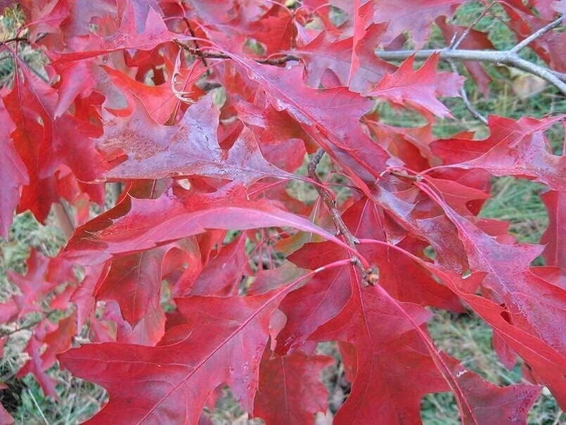 Scarlet Oak Tree Seedlings 12-18" Quercus coccinea for Planting
