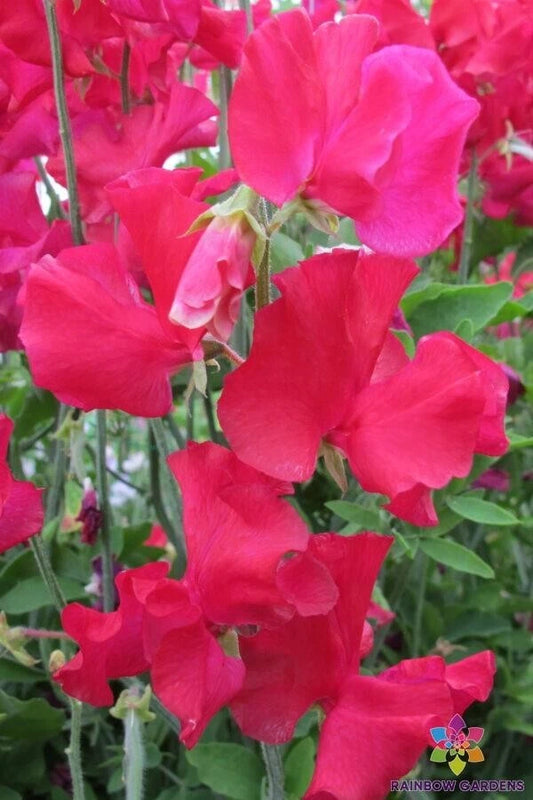 50+ Solway Fanfare Sweet Pea Seeds - Semi-Dwarf Variety - Perfect for Garden - Lathyrus odoratus - USA