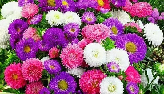 China Aster Seeds Mix - 500+ Cut Flower Seeds for Garden - Creco Variety - USA