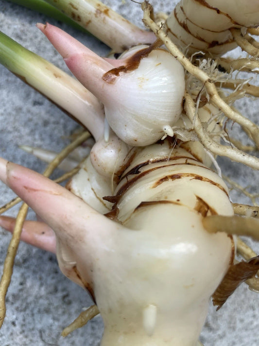 Fresh Thai Ginger Roots - 8 Organic Galangal Rhizomes - Hawaii Grown Spicy Asian Flavor