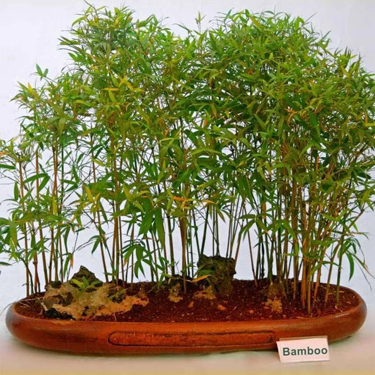 Live Small Bamboo Plant - Rooted Variety, Perfect for Bosnia - No Mess Roots for Yard or Pot - Bambusa spp.