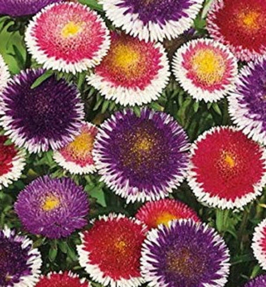 Aster Seeds 200 Seeds Pompon Hi-No-Maru Mix - Aster amellus