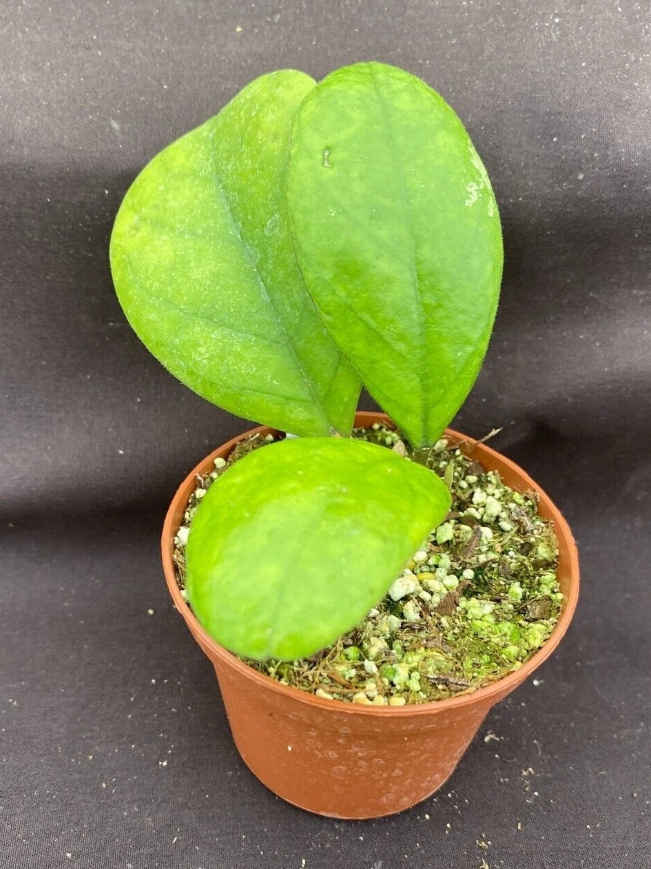 Rare Hoya sp. RB-Dick EPC 196 Rooted Plant 2.5" Pot