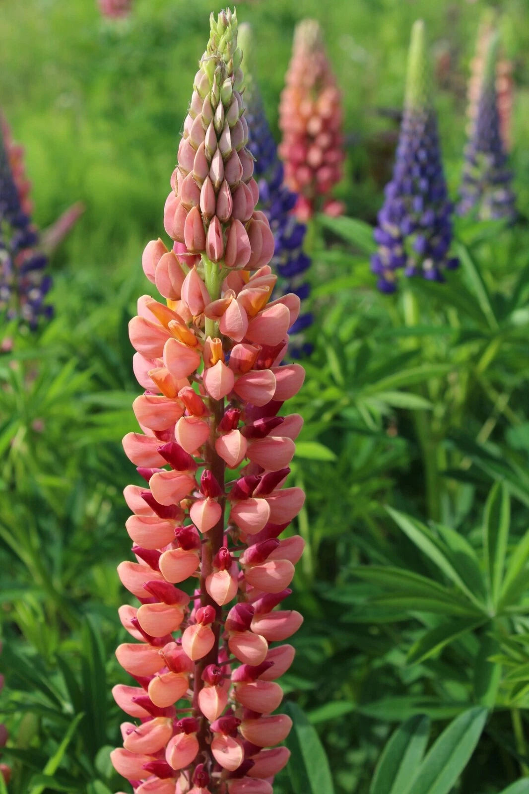 25 Pink Peach Lupine Seeds | Perennial Flower Seeds | Hardy Lupinus | US Seller