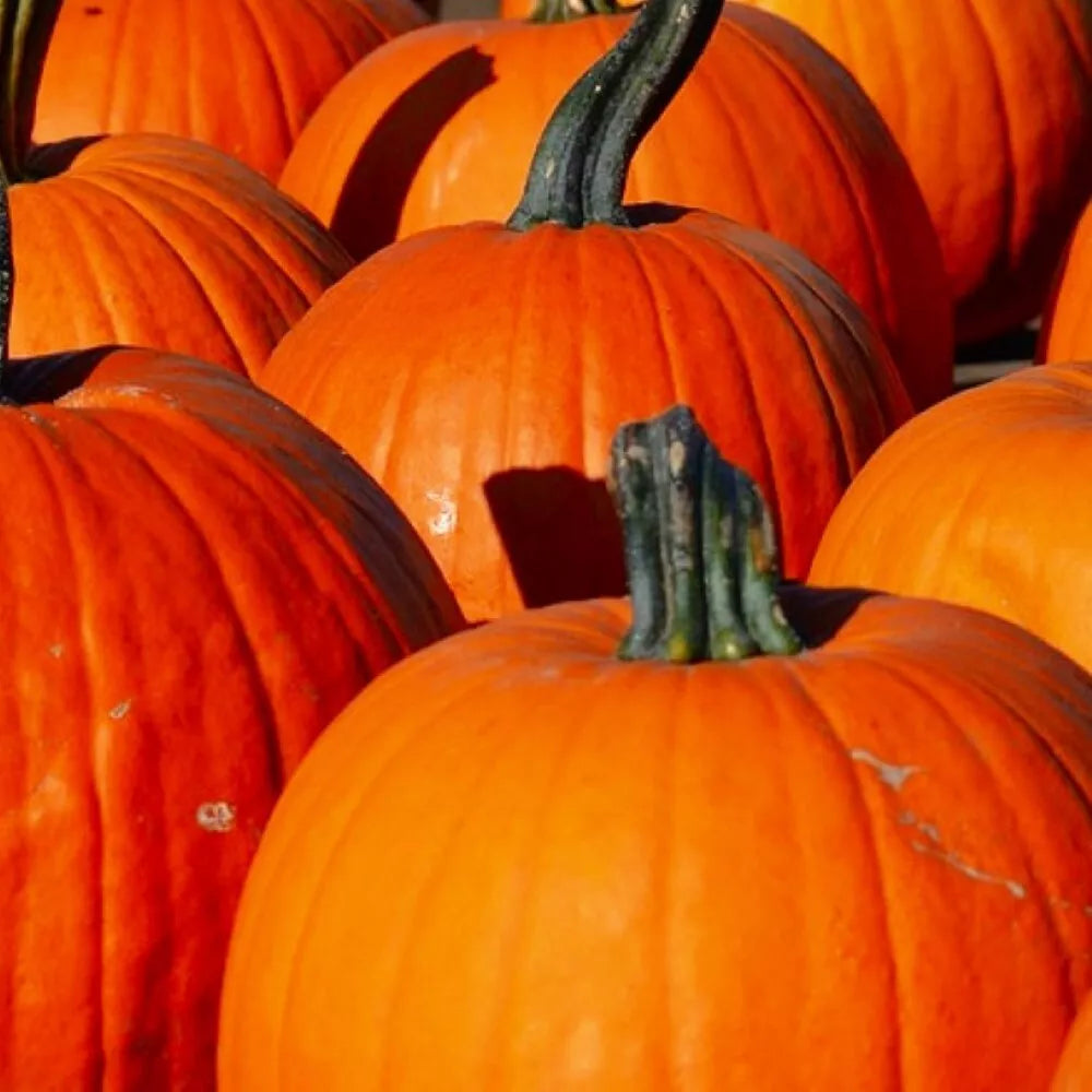 Connecticut Field Pumpkin Seeds | NON-GMO Heirloom Variety | Garden Seeds for Planting | Cucurbita pepo