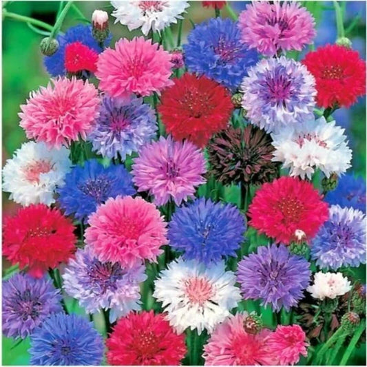 Bachelor Button Polka Dot Mix Seeds - 200 Organic Seeds - Centaurea cyanus - USA Grown, Free Shipping