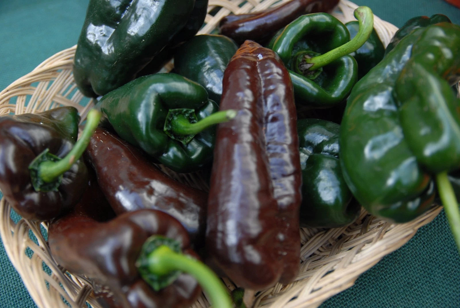 Ancho Poblano Chile Pepper Seeds, NON-GMO, Variety Packets, Capsicum annuum, Heirloom Chili Seeds for Gardening