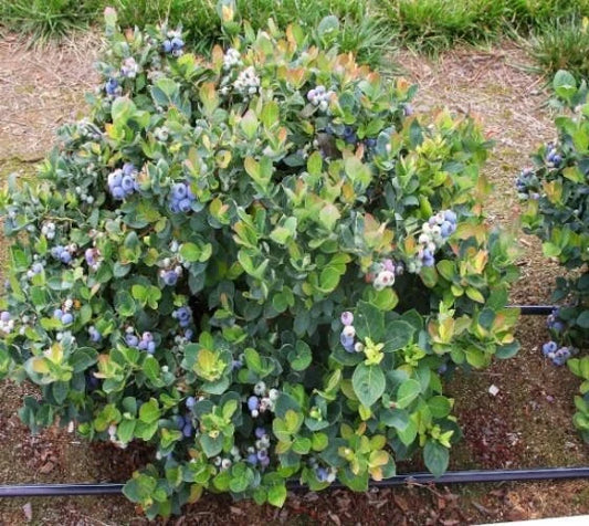 Dwarf Blueberry Plant - 1 QT - Top Hat Variety - Vaccinium - Live Plant in Fabric Grow Bag