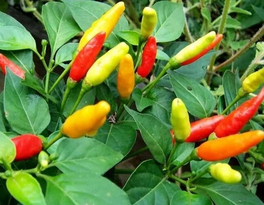 Live Tabasco Pepper Plant 100% Organic | Well-Rooted Healthy Plant | Capsicum frutescens