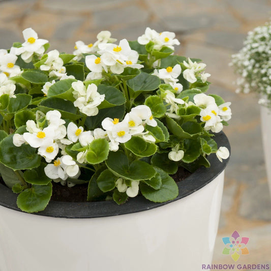 Ambassador White Begonia Seeds - 25+ Seeds for Garden Planting - Ideal for USA Gardens - Begonia x tuberhybrida