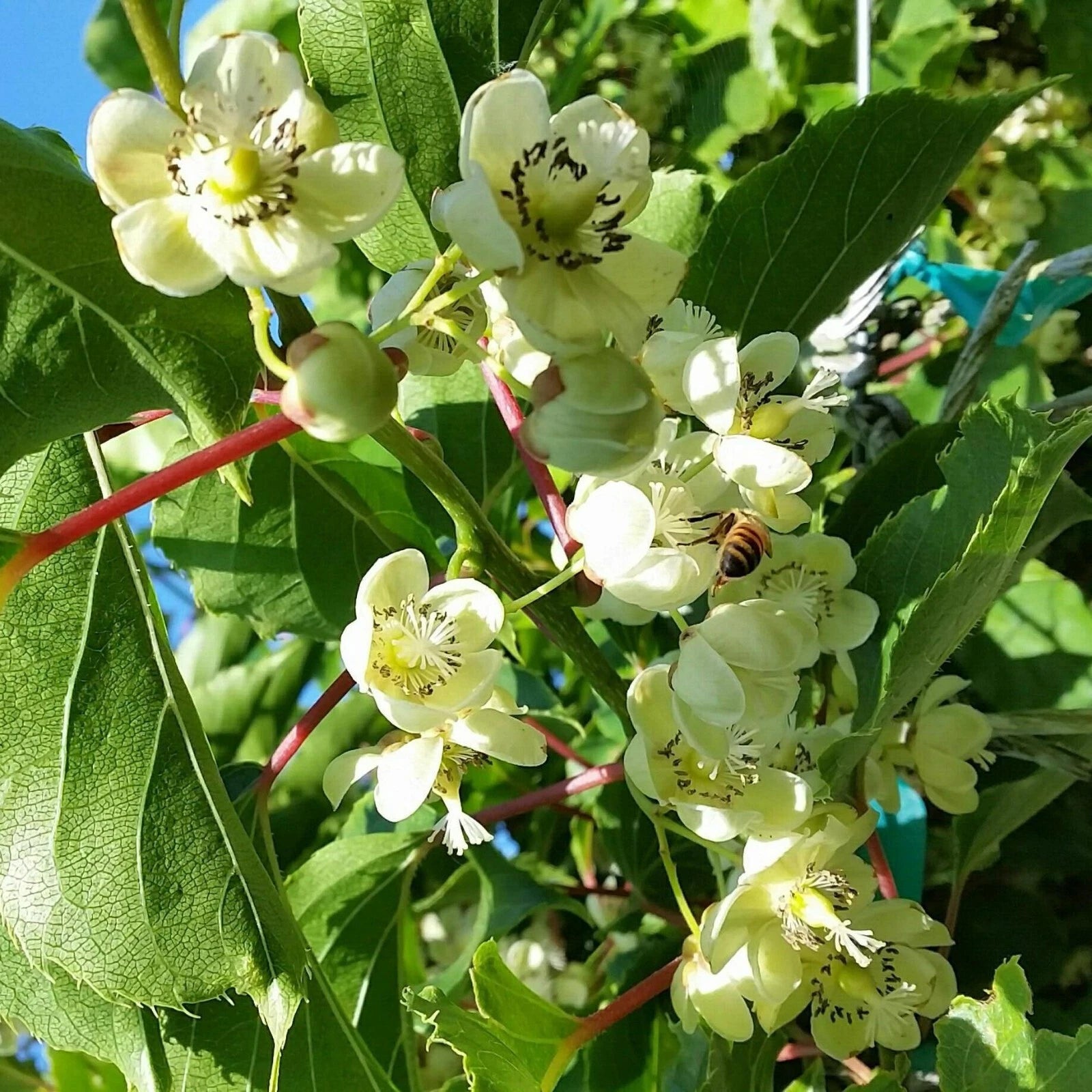 Kiwi Opitz Male Pollinator Plant - Live Rooted Starter - Zones 4-8 - Actinidia deliciosa - Late Flowering Variety