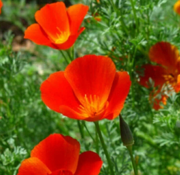 California Poppy Seeds | Red Orange Drought-Tolerant Flower Seed | Eschscholzia californica | 2025