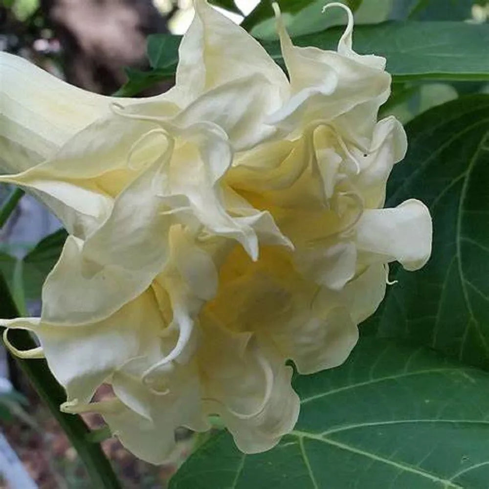 Triple Cream Angel Trumpet Seeds - Brugmansia Datura - 10 Premium Flower Seeds for Garden Enthusiasts