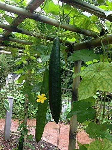 Loofah Gourd Seeds - 20 Seeds - Luffa Sponge Gourd, Exotic Vegetable, Easy to Grow, Luffa aegyptiaca