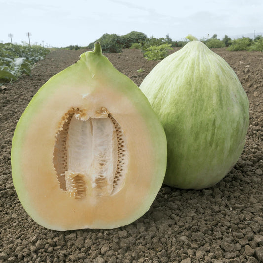Cantaloupe Seeds 5000 Count Crenshaw Green (Cucumis melo) Sweet Peach Flesh, Yellow-Green Rind, Egg-Shaped Melon Variety
