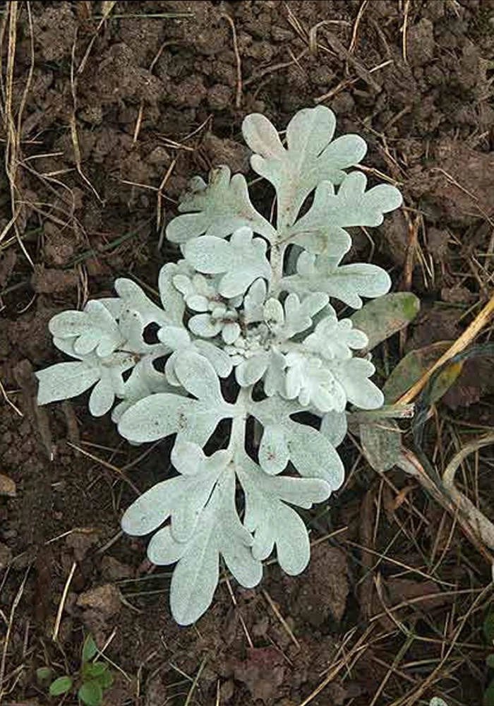 Artemesia Stelleriana Silver Brocade Rooted Starter Plant - Perennial Herb for Garden, Aromatic Foliage, Easy Care