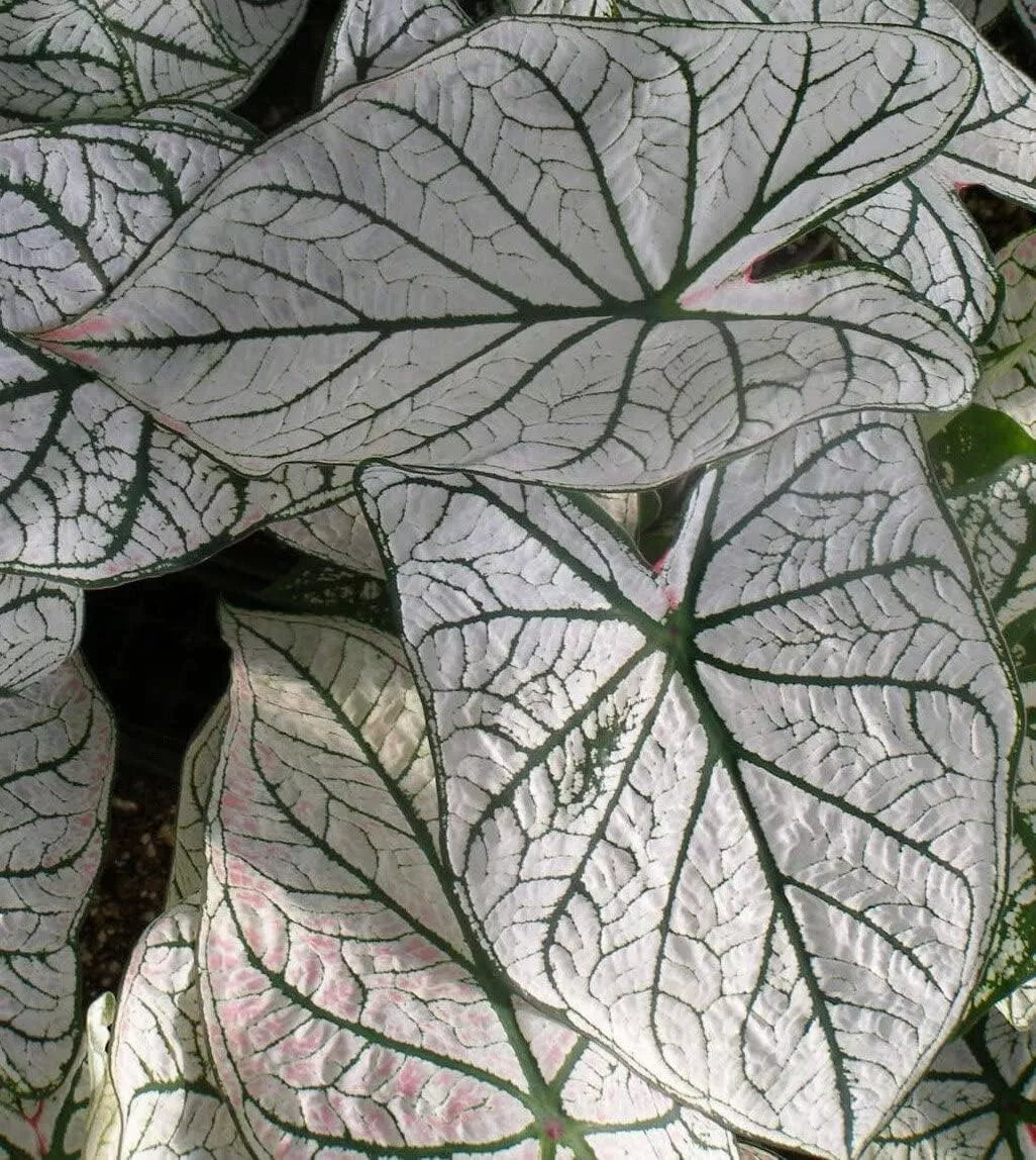 Caladium Bulbs for Planting - White Christmas Variety (10 Bulbs) - Easy Growing, Fast Germination - Caladium bicolor