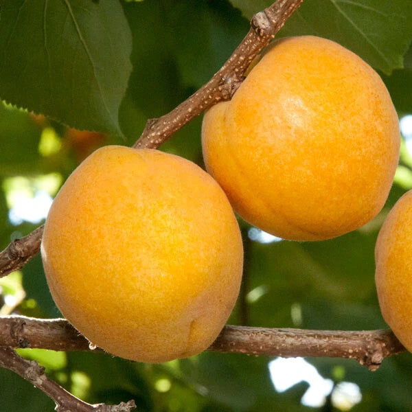 Aprium Scions Cuttings - Flavor Delight Variety - Apricot Plum Hybrid - Prunus Armeniaca X Prunus Domestica