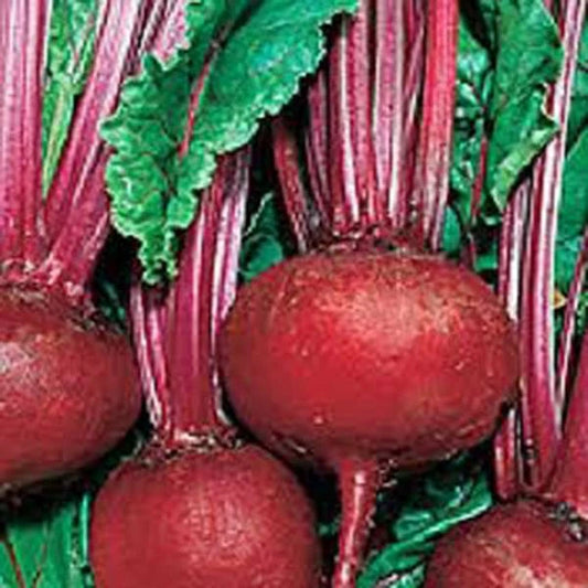 Detroit Dark Red Beet Seeds - Heirloom, Non-GMO, Sweet Flavor - 25+ Seeds (Beta vulgaris)