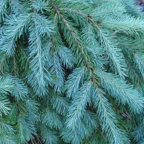 Blue Douglas Fir Seeds | 20+ Seeds | Evergreen Tree Seeds | Pseudotsuga menziesii