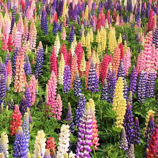 Lupine Seeds - Russell Mix - Rainbow Colors - Lupinus polyphyllus - Large Leaf - 2025 Planting