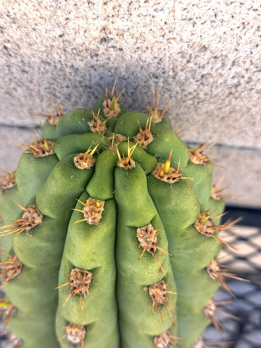 Cereus Cactus Cutting 8.5" - Miscellaneous Variety - Unique Succulent Plant Cutting - Ideal for Propagation